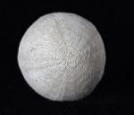 Galerites vulgaris (LESKE 1776) - Bild © FossNet FossilienStore